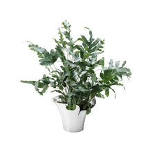 Load image into Gallery viewer, Bloom Botanica Flower pot, Medium