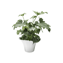 Load image into Gallery viewer, Bloom Flower Pot 22.2cm
