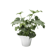 Load image into Gallery viewer, Bloom Flower Pot – Large