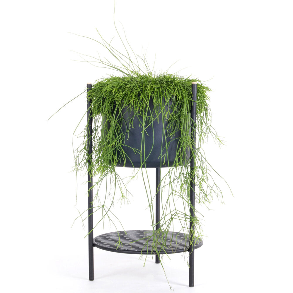 Ent plant stand, Black, 56 cm