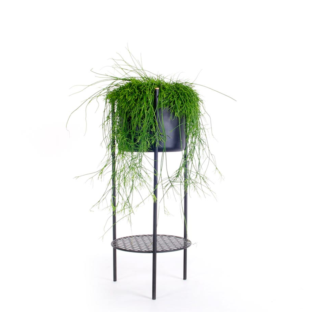 Ent plant stand, Black, 78cm