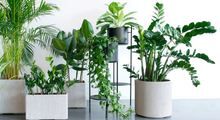 Load image into Gallery viewer, Ent plant stand, Black, 98cm
